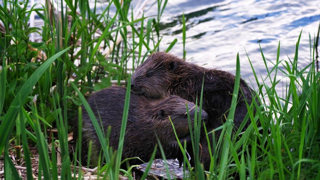 Biber im Schilf Limmat (Wipkingen)