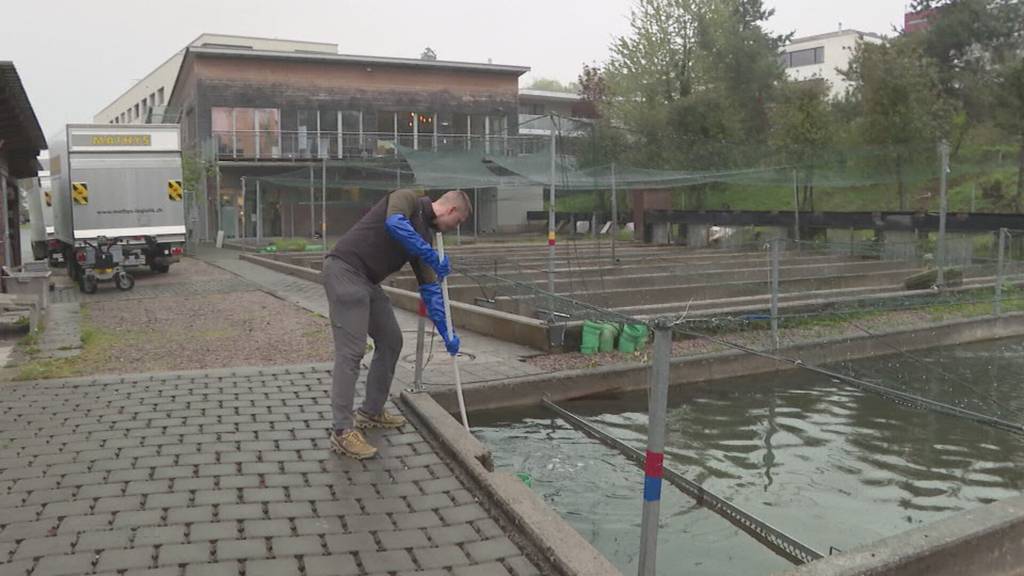 Karfreitags-Tradition: Zucht in Bremgarten verarbeitet über drei Tonnen Fisch