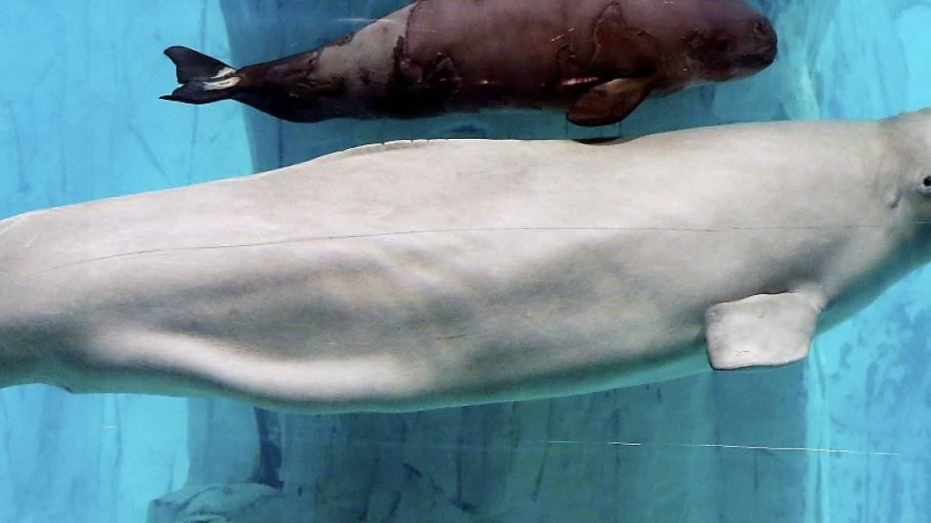 Umzug wegen schlechten Wetters verschoben: Zwei Beluga-Wale werden nun erst später von China nach Island verfrachtet. (Symbolbild)
