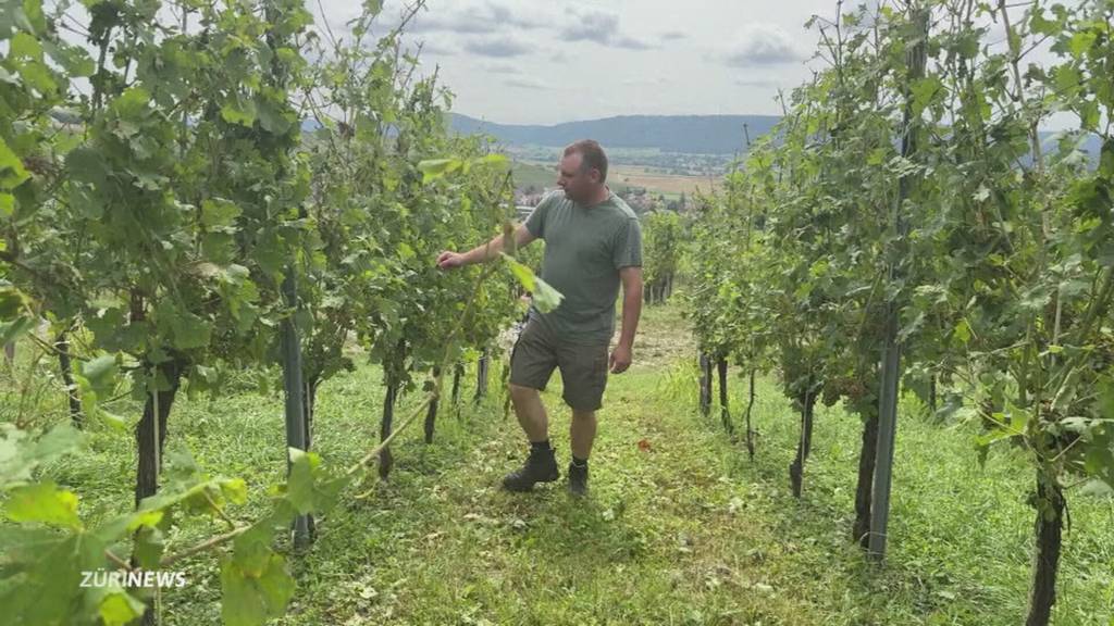 Hagel zerstört Reben: Weinbauer in Oberhallau nach Unwetter am Boden