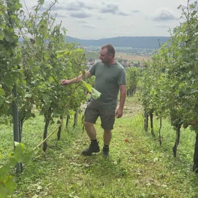 Bauer in Oberhallau leidet unter kaputten Reben nach Unwettern