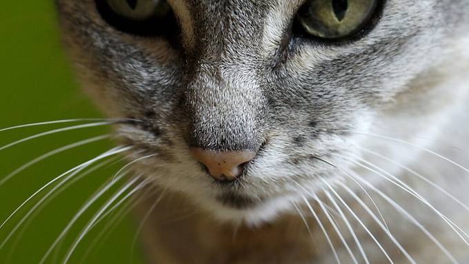 Gen-Schere: Zürcher Forscher machen Katzen-Parasiten unfruchtbar