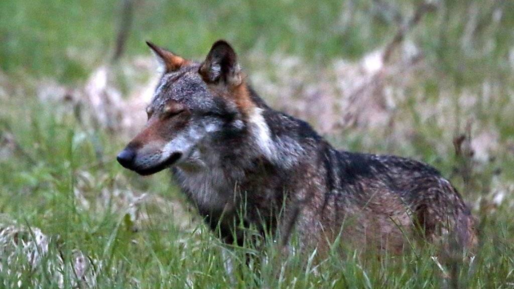 Nach mehreren Rissen in der Augstbordregion im Oberwallis hat der Kanton einen Wolf zum Abschuss frei gegeben. (Archivbild)