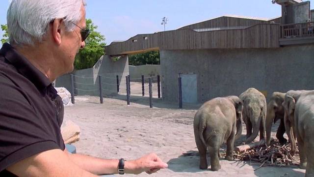 Elefanten-Aus beim Circus Knie