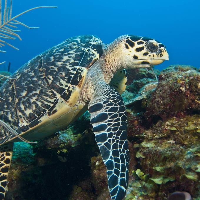 Neun Menschen sterben nach Verzehr von Schildkrötenfleisch