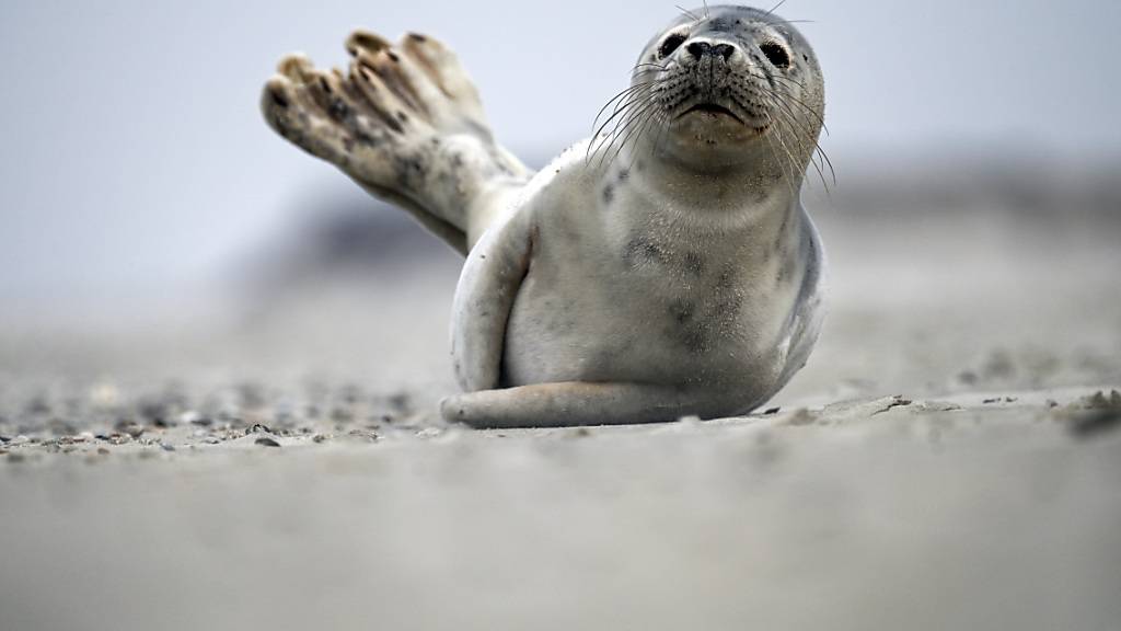 Peru, Chile und Argentinien haben neben Brasilien ebenfalls Vogelgrippe-Fälle bei Meeressäugetieren wie etwa Seehunden gemeldet. (Themenbild)