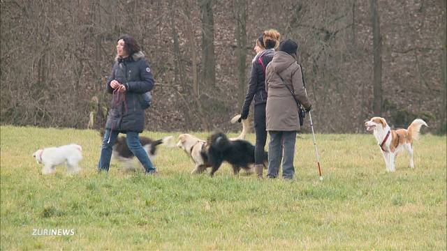 Zürich entschärft Hundegesetz