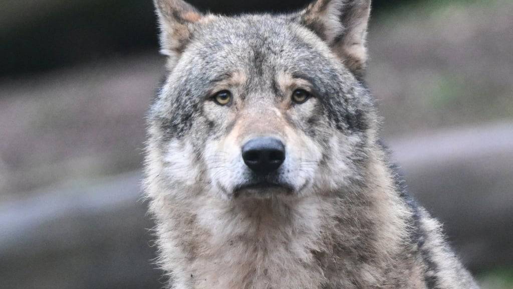 Im Kanton Uri in der Gemeinde Realp wurde ein «schadenstiftender» Wolf abgeschossen. (Symbolbild)