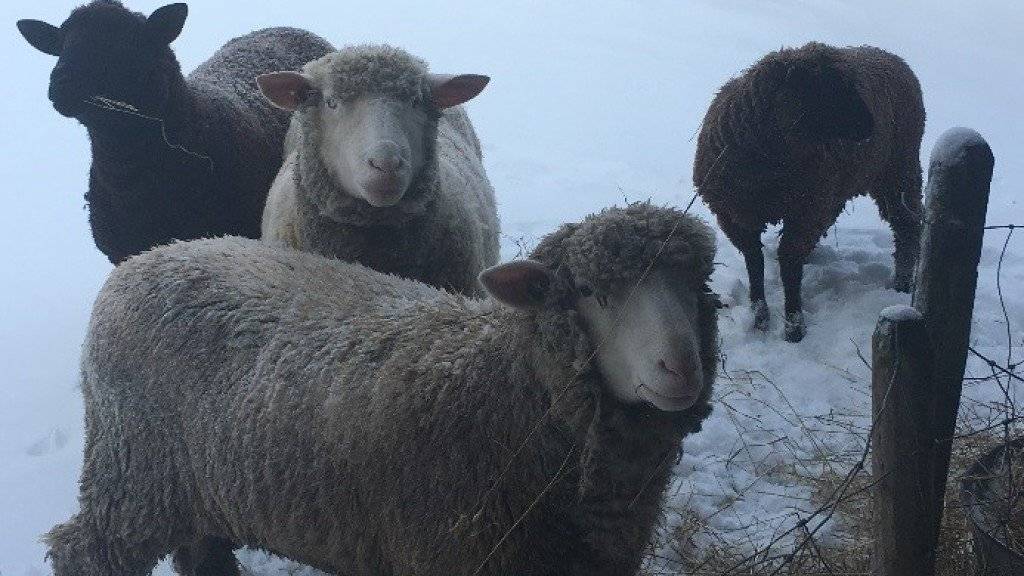 Auf einer Weide im solothurnischen Flumenthal bei der katholischen Kirche sind vier Schafe abhanden gekommen. Nach tagelanger Suche wandte sich der Besitzer nun an die Polizei.
