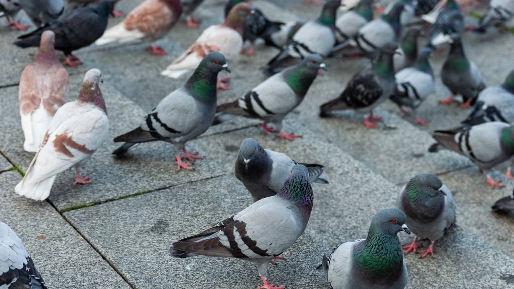 Überpopulation: «Regelmässig werden Tauben geschossen»