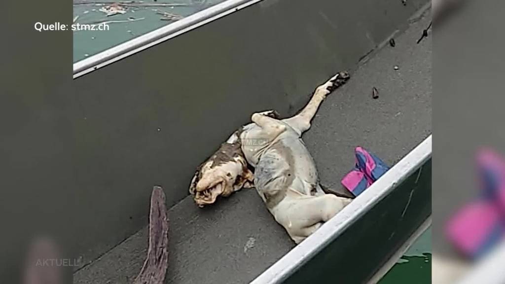 Hund tot in der Aare gefunden