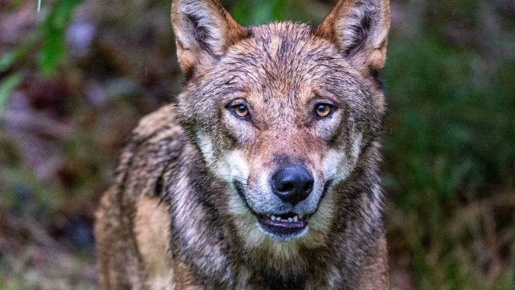 Im Raum Knonau wurde ein Schaf von einem Wolf gerissen. (Symbolbild)