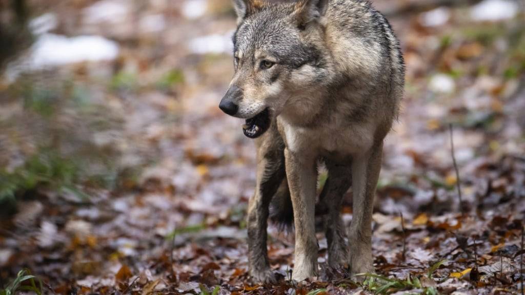 Bei den zwei am Donnerstag getöteten Schafen in Trachslau SZ deuten die Spuren auf einen Riss durch einen Wolf hin. (Symbolbild)