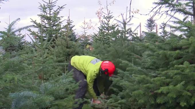 Von der Plantage ins Wohnzimmer: Der Weihnachtsbaum