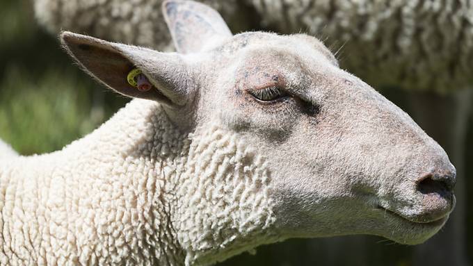 Mehrere Schafe werden bei Arth von IC erfasst