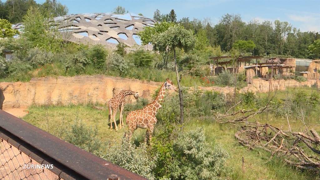 Zürichberg wird zum Safari-Gebiet