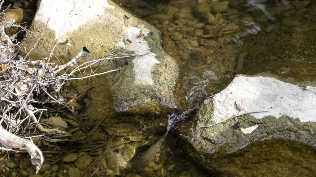 Hitzewelle sorgt für tote Fische in Zürcher Bächen