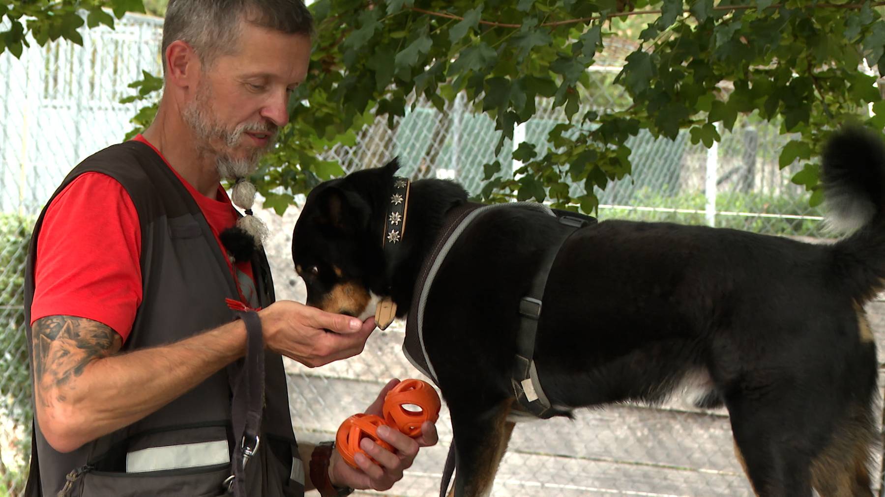 Schwervermittelbare Tierheimhunde 