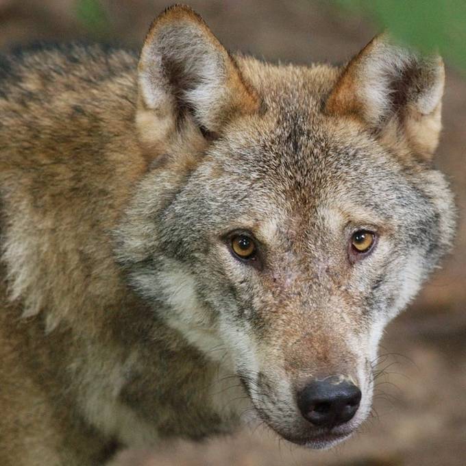 «Seit Jahren dafür eingesetzt» – Bündner freuen sich über einfachere Wolfsabschüsse