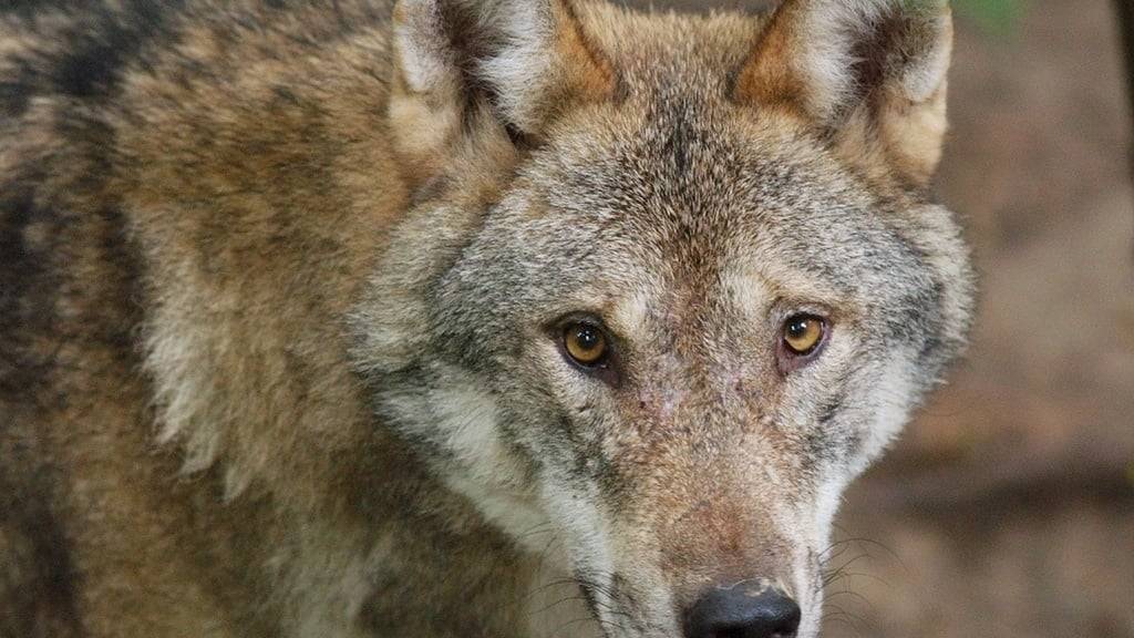 Erste Angriffe auf Nutztiere durch den Wolf seit der Rückkehr des Raubtiers im Kanton Neuenburg. Hier ein Wolf in einem Gehege im Wildpark. (Archivbild)