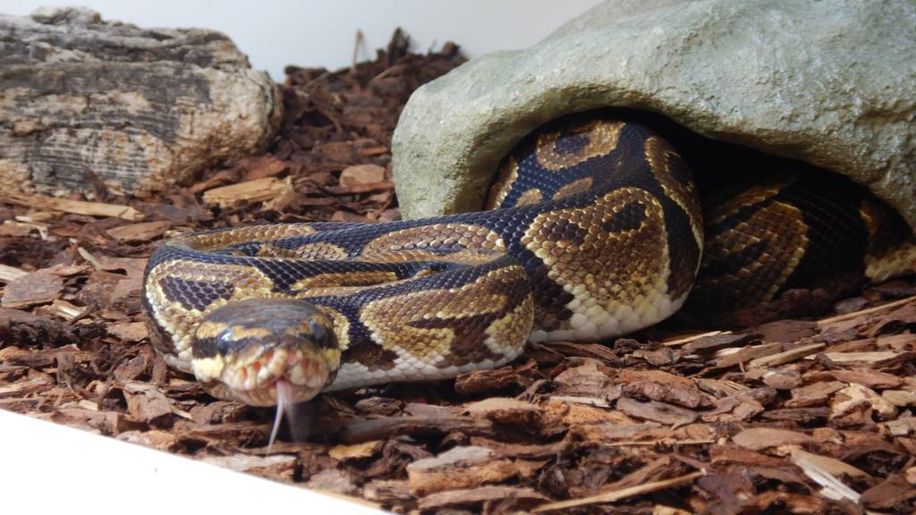 Diverse Königs Pythons