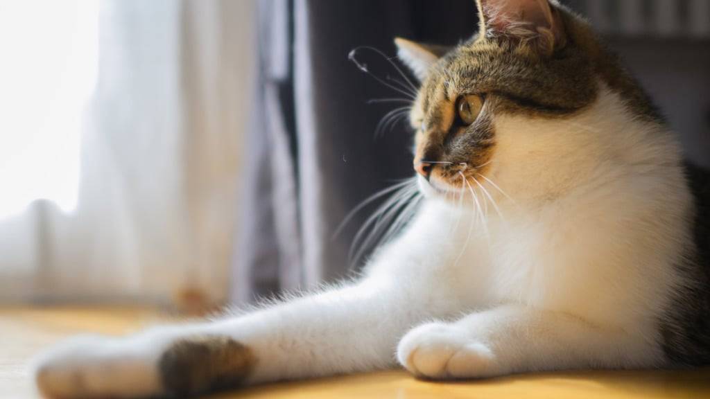 Eine Rentnerin steht wegen ihrer Zuneigung zu Nachbarskater «Leo» vor dem Zürcher Bezirksgericht. Die rechtmässige Besitzerin des Katers zeigte die Beschuldigte wegen «unrechtmässiger Aneignung» an. (Symbolbild)