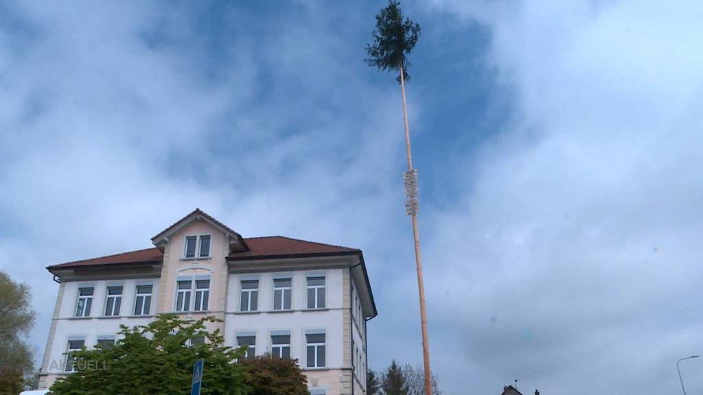 Im Solothurnischen findet der Maitannli-Brauch wieder statt