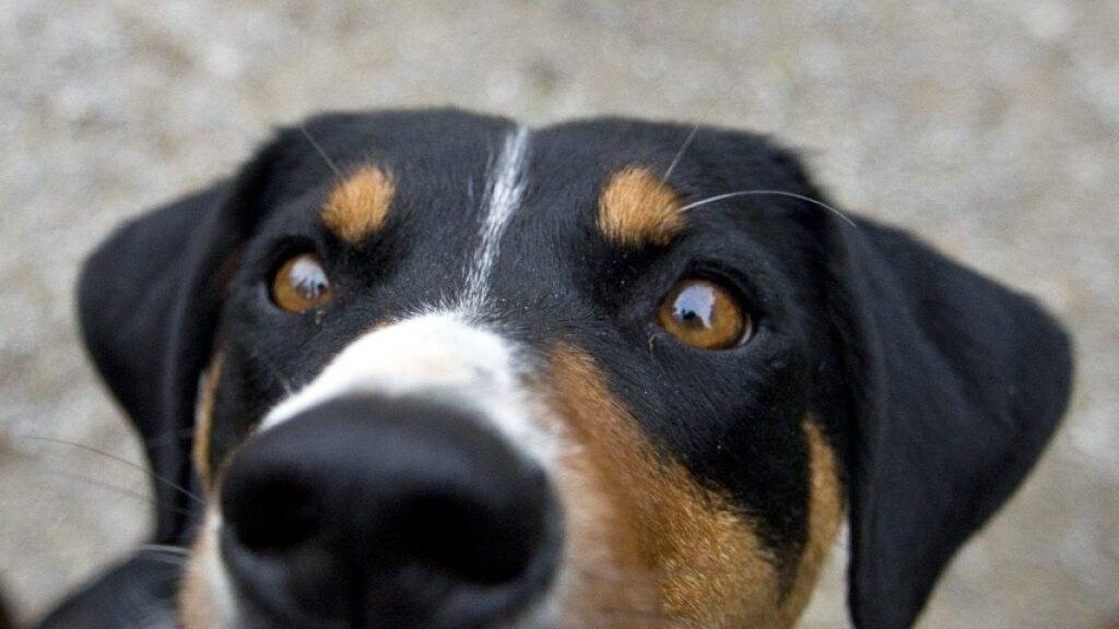 Eine Rentnerin muss sich wegen ihrer «Hundeerziehung» vor dem Bezirksgericht Winterthur verantworten. Sie hatte ihren Sennenhund mit der Leine am Kofferraum ihres Autos befestigt und das Tier hinter sich hergeschleift. (Symbolbild)