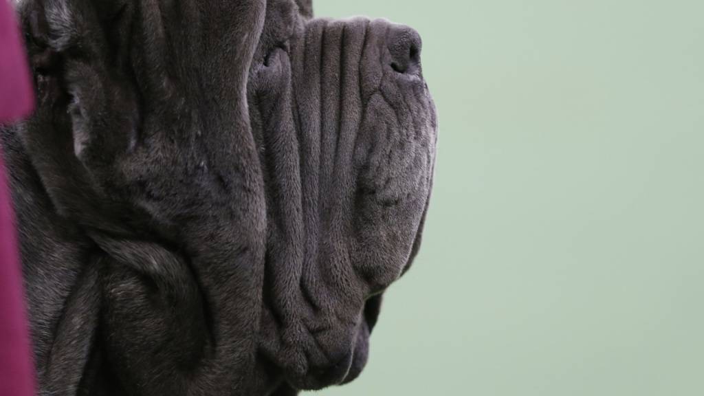 Hunde verändern die Luft in Wohnungen deutlich