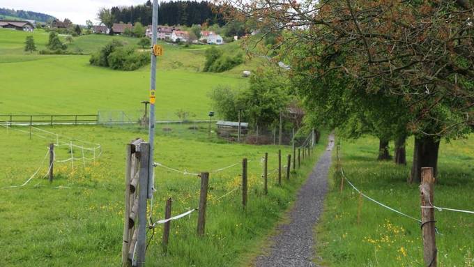 Die Störche in Mörschwil waren einmal