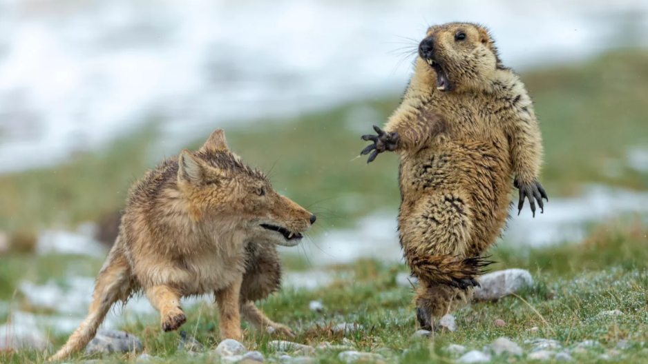 Murmeltier und Fuchs