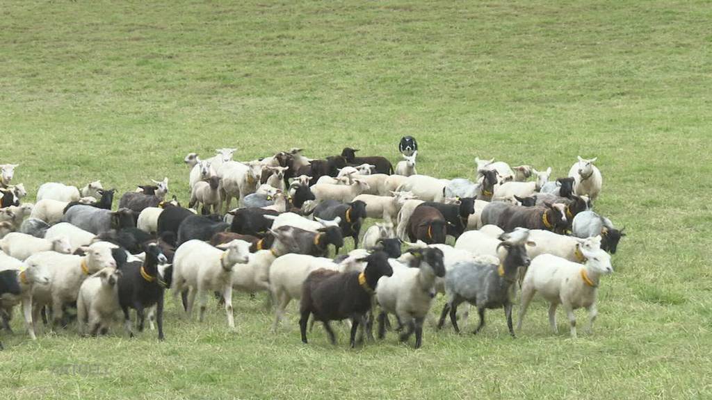 Ausnahmeregelung: Bauernverband Aargau fordert Abschaffung der Hundesteuer für Herdenschutzhunde