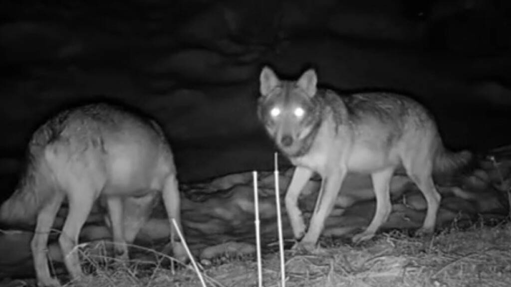 Aufnahme einer Fotofalle mit zwei von vier Wölfen im östlichen Sarneraatal in Obwalden.