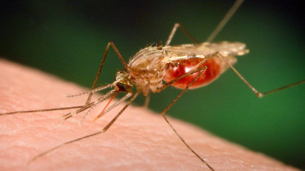Die von Anopheles-Mücken übertragene Malaria war auf Sardinien offenbar schon zur Zeit der alten Römer verbreitet. (Archivbild)