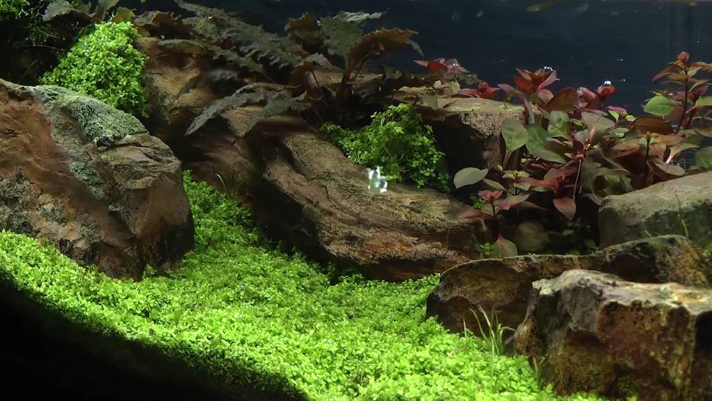 Aquascaping