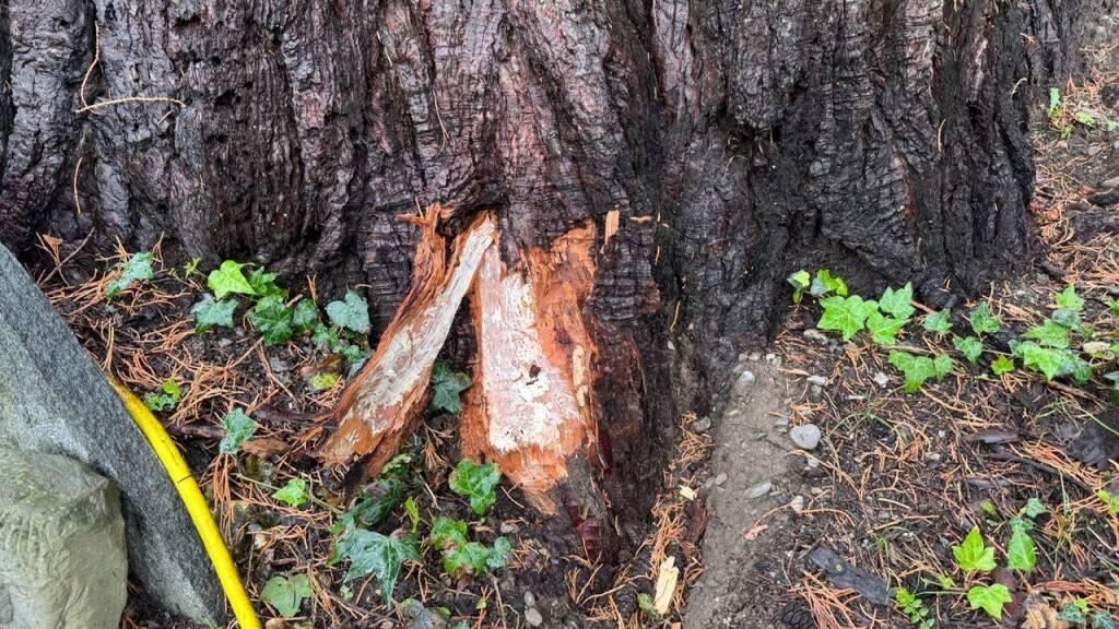 Der Mammutbaum ist nicht mehr zu retten.