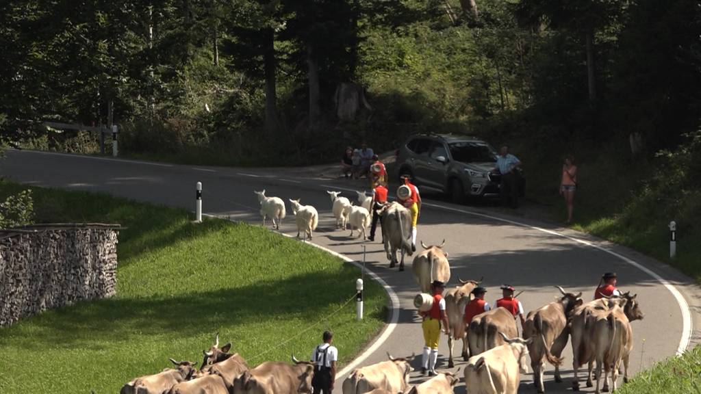 Alpabfahrt-Saison ist eröffnet