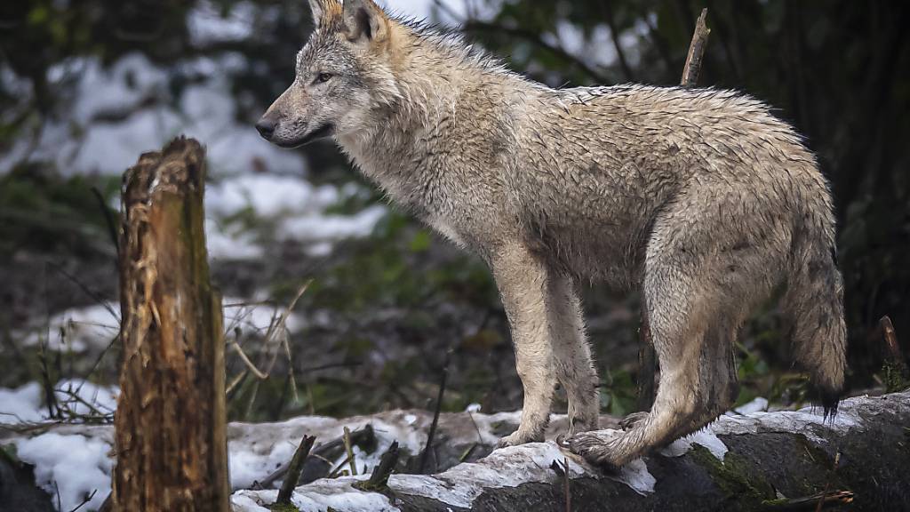 Seit der Einführung der revidierten Jagd- und Schutzverordnung per Dezember 2023 sind in der Schweiz 32 Wölfe geschossen worden. Das sagte Umweltminister Albert Rösti in einem am Donnerstag veröffentlichten Tamedia-Interview. (Archivbild)