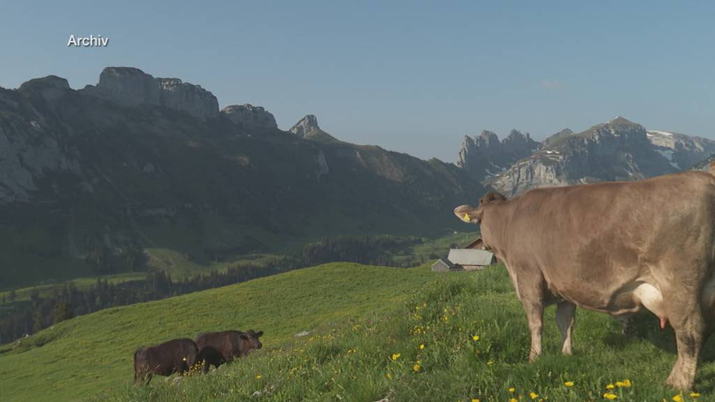 Alp-Albtraum: Appenzeller Bauer holt Tiere wegen Futtermangel ins Tal