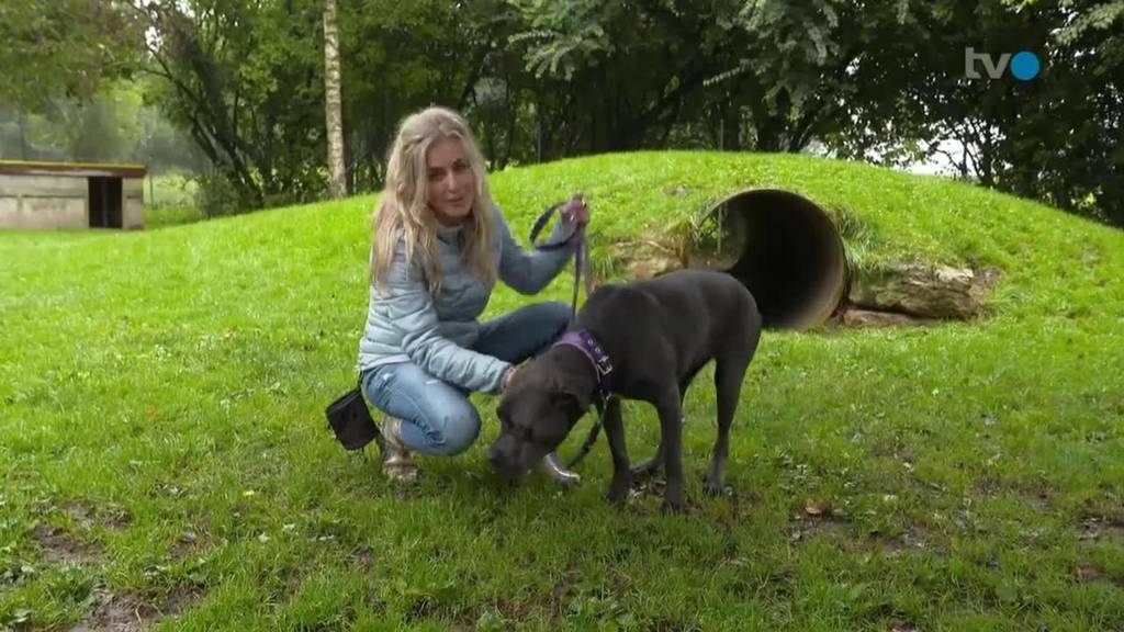  Hunde willkommen / Seltene Tierart mit Jö-Effekt