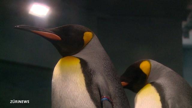 Neues „Nemo“-Paradies im Zoo Zürich