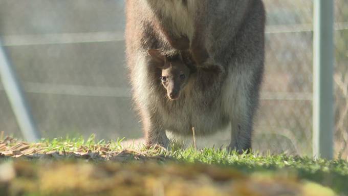 Plättli Zoo Frauenfeld begrüsst niedlichen Wallaby-Nachwuchs