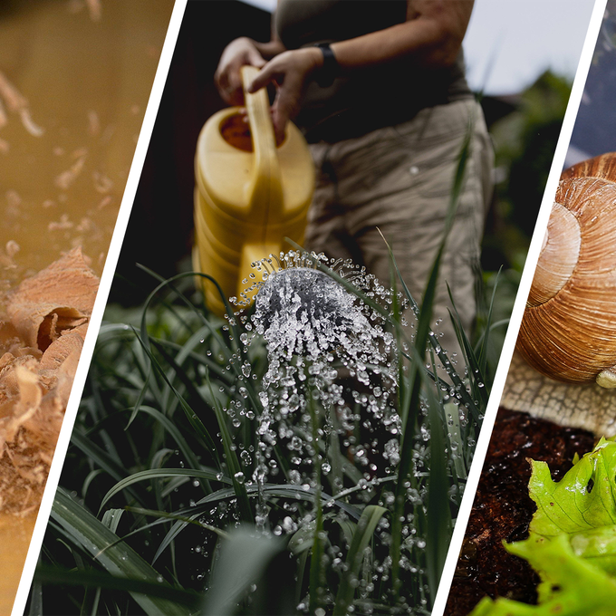 Diese Tipps helfen gegen Schnecken im Garten