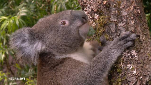 Australien-Anlage eröffnet: Zoo Zürich jetzt mit Koalas und Kängurus