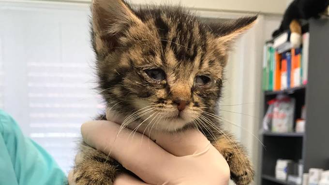Impfstoff für Büsis fehlt – Tierschützerin warnt vor Katzenseuche