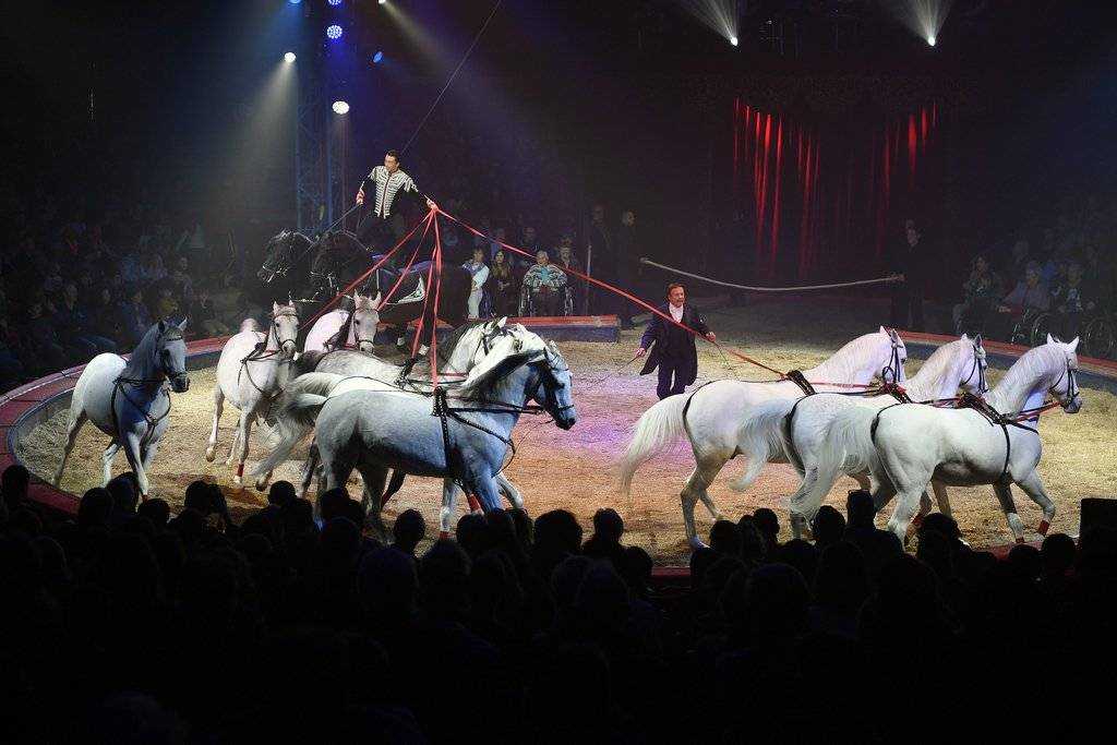 Das erwartet St.Gallen während der Knie-Vorstellung: Ivan Frédéric Knie und Fredy Knie mit ihrer Pferdenummer.