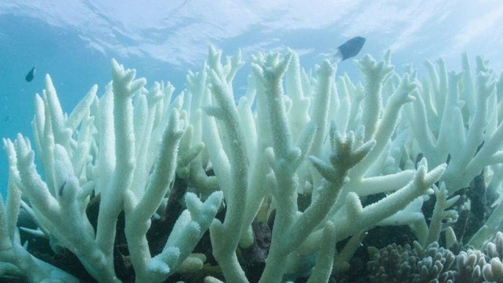 Korallenbleiche letztes Jahr am Great Barrier Reef, ausgelöst durch die Meererwärmung, welche Algen abtötet. Nun haben Forscher entdeckt: Die Erwärmung tötet nicht nur die Algen, sondern die Korallen selbst - und zwar blitzschnell. (Archivbild)