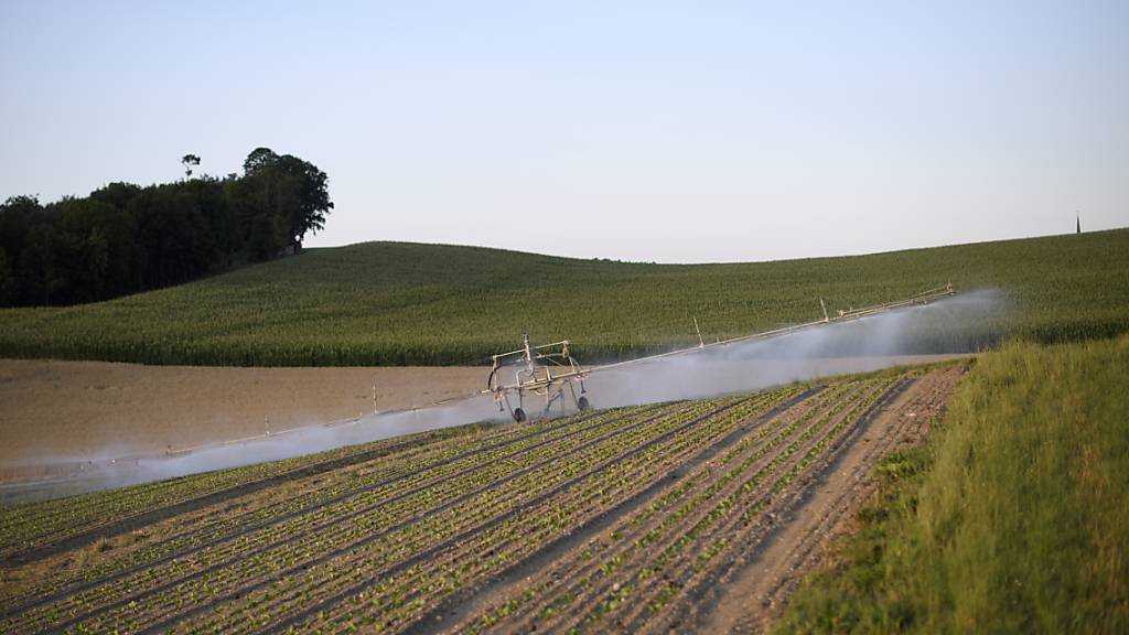 Ein Feld in Stettfurt TG wird künstlich bewässert. (Archivbild)