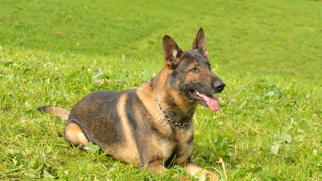 Polizeihund Capo schnappt mutmasslichen Baustellen-Dieb