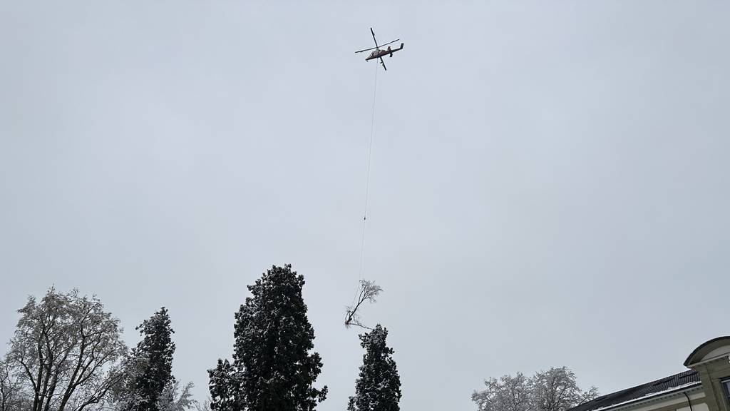 Letzte Buche im Kurpark mit Hilfe eines Helikopters gefällt
